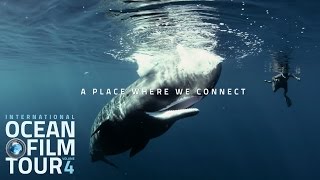 International OCEAN FILM TOUR  OCEAN LIFE [upl. by Oremodlab]