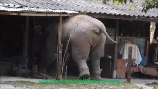 wild elephant in the house [upl. by Olyhs]