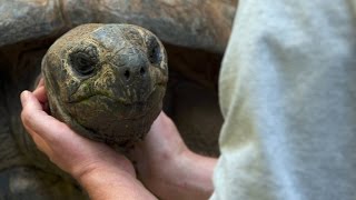 Do Tortoises Like Being Touched [upl. by Dira]