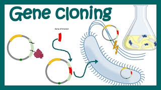 DNA cloning overview  gene cloning  What is the purpose of DNA cloning  genetic engineering [upl. by Adnaluy]