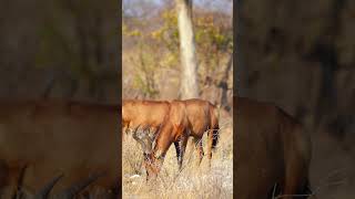 Hartebeest in Etosha National Park Namibia [upl. by Nonregla793]