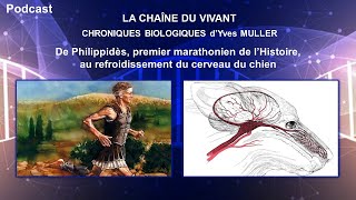 Podcast 14  De Philippidès premier marathonien au système de refroidissement du cerveau du chien [upl. by Assiren]