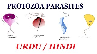 Definition and Examples of Protozoa Types of Parasite Urdu  Hindi [upl. by Sol132]