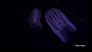 Bioluminescence in Jellyfish [upl. by Nylloc]