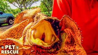 Frilled Neck Lizard Chases Camera Man After He Saves Its Life [upl. by Naujaj]