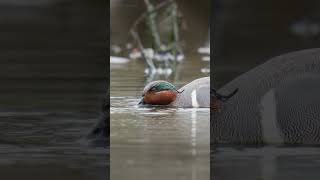 Green Winged Teal Digging in the Muddy Water shorts [upl. by Botti]