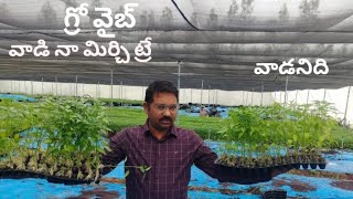 GROVIBE PALAKURTHY MGC FARMER NAME Bucha Mutharam village [upl. by Janeczka335]