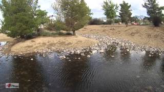 Tadpole Shrimp Trilobite Relative sighting in Kingman Arizona Triops [upl. by Amahs]