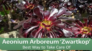 Aeonium Arboreum ‘Zwartkop’  Best Way to Take Care Of [upl. by Ynaittirb]