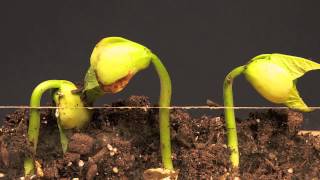 Lima Bean Time Lapse [upl. by Loseff]