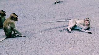 Traffic Accident Monkey [upl. by Ennagrom]