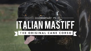 THE ORIGINAL CANE CORSO ITALIAN MASTIFF [upl. by Attela]