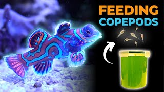 Harvesting Copepod Culture to Feed Mandarin Dragonet  Blue Reef Tank [upl. by Akital602]