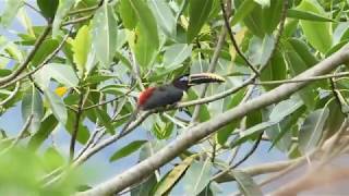 Chestnut eared Aracari Pteroglossus castanotis [upl. by Innaig]