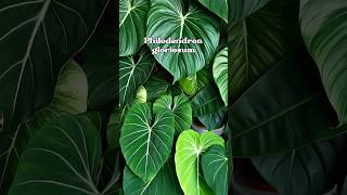 Plants to elevate your space part 5 Philodendron Gloriosum 🪴 [upl. by Schmidt]