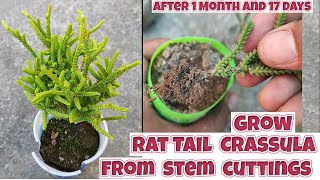 How to grow rat tail crassula from stem cuttings  crassula muscosa propagation from stem cuttings [upl. by Carilla]