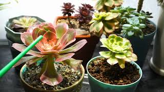 How to help Aeonium New Branches Grow Faster aeonium plantcare succulents [upl. by Prakash376]