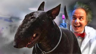 Bull Terrier is Becoming a Bizare Breed [upl. by Frere]