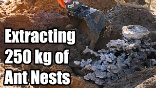 Extracting 250 kg of ant nest castings Triple Casting Bull Ant Nest Casting  Days 3  5 [upl. by Arriaes]