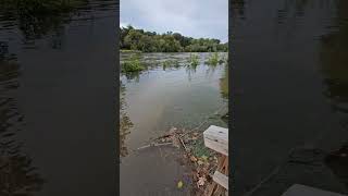 The greenbelt at Kingsport TN hurricane helene kingsport tennessee tricities twra flood [upl. by Refotsirk]