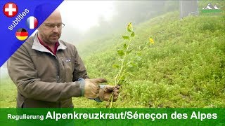 Regulierung des Alpenkreuzkrauts Senecio alpinus  Digiplanalp [upl. by Streeter]