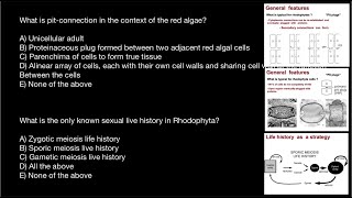 Live history of Rhodophyta  Primary and Secondary Pit Plugs [upl. by Fraze]