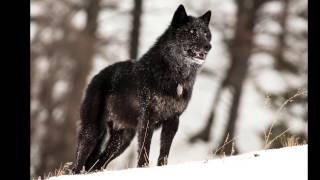 The alarm barking of an alpha male wolf in Yellowstone [upl. by Ednil794]