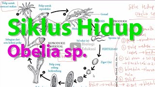 Siklus Hidup Obelia sp [upl. by Gibbons]