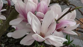 Magnolia soulangeana flowering [upl. by Haroppiz]