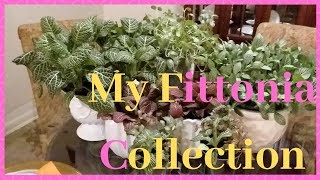 Fittonia Nerve Plant Display  Display plants [upl. by Khudari864]