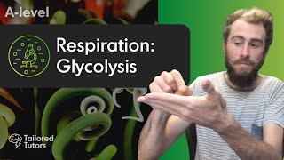 Respiration Glycolysis  A Level Biology Revision [upl. by Aenert]