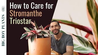 Stromanthe Triostar How to Grow and Care for the Tricolor Prayer Plant [upl. by Azer]