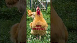 Gorgeous roosters of 10 different chickenbreeds 🐓 farming gorgeous roosters fancychickens [upl. by Ecaj992]