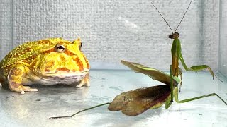 Big mantis  Pacman frog  African bullfrog【LIVE FEEDING】 [upl. by Gnaoh157]