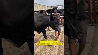 Looking a black horned cow unloaded from a pickup car 🙂 cow cowsounds cowvideos cowfarm [upl. by Spracklen828]