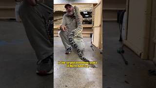 Eastern Diamondback RattleSnake  King of America [upl. by Ettelracs]