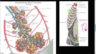 59P  Bronchial artery collateral circulation Anastomosis Cor Pulmonale SIEA Respiratory tree [upl. by Amzu]