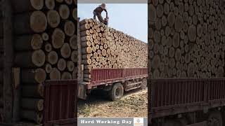 Hard Working Day 122 The Process Of Cutting Timber And Leveling It With [upl. by Negrom]