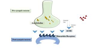 Pralidoxime Mechanism of Action [upl. by Yelhak687]