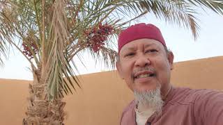 Enjoying the date palm orchard at our homestay in Atar Mauritania [upl. by Anirak]