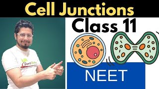 Cell junctions class 11  tight junction gap junction and desmosomes [upl. by Anavlys]