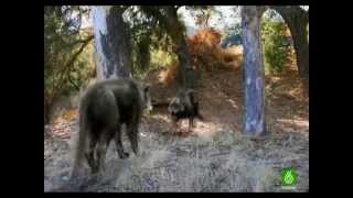 Lobos gigantes 2da parte DOCUMENTAL quotESPAÑOLquot [upl. by Anstice]