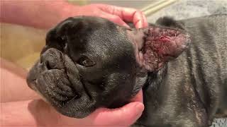 PIPER OUR FRENCH BULLDOGS EAR AFTER HIS SURGERY FOR AURAL HAEMATOMA [upl. by Flowers]