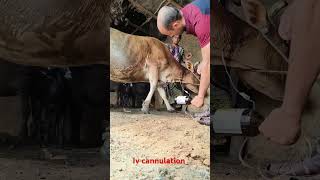 intravenous infusion of calcium borogluconate in jugular veinsiv procedure for a cowcow short [upl. by Buyer]