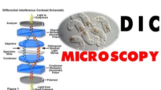 DIC microscopy [upl. by Rory]