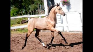 Lanaken SSH By Kambarbay SOLD [upl. by Manus]