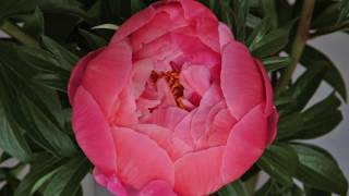 Peony Timelapse [upl. by Acissj950]