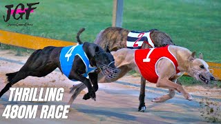 Irish Greyhound Racing 480m  Thrilling Dog Race Highlights [upl. by Niar]