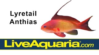 Lyretail Anthias Pseudanthias squamipinnis  LiveAquariacom [upl. by Cowey]