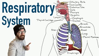 Learn to Draw Alveoli Diagram [upl. by Ennaerb]